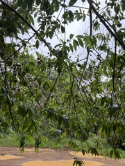 Prunus phaeosticta