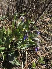Mertensia longiflora