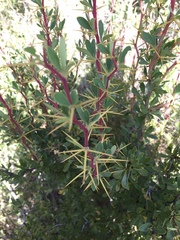Berberis boliviana