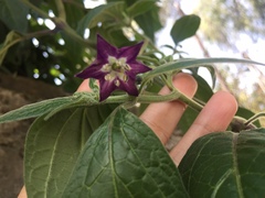 Capsicum pubescens
