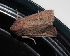 Dasygaster padockina