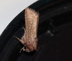 Dasygaster padockina