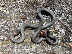 Diadophis punctatus similis