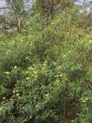 Varronia dichotoma