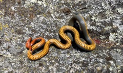 Diadophis punctatus similis
