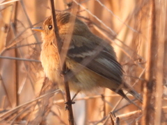 Empidonax fulvifrons