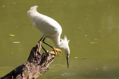 Egretta thula