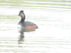 Podiceps nigricollis
