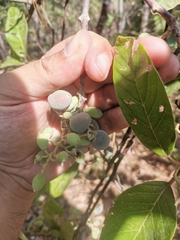 Styrax radians