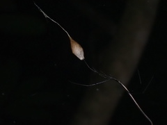 Ariamnes cylindrogaster