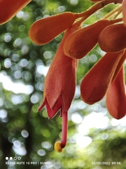 Firmiana malayana