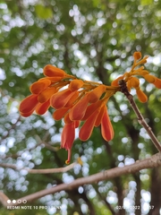 Firmiana malayana