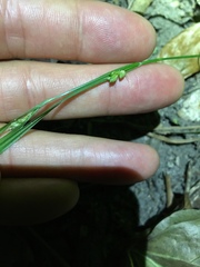 Carex corrugata