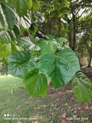 Firmiana malayana