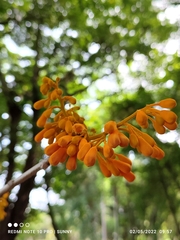 Firmiana malayana
