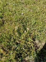 Microseris douglasii douglasii