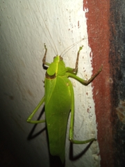 Stilpnochlora thoracica