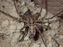 Heteropoda amphora