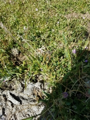 Microseris douglasii douglasii