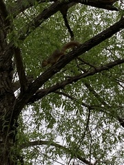 Sciurus niger