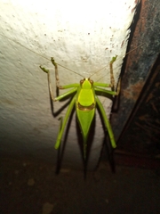 Stilpnochlora thoracica