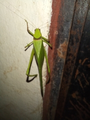 Stilpnochlora thoracica