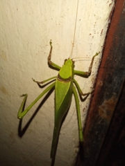 Stilpnochlora thoracica