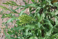 Persicaria barbata