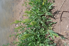 Persicaria barbata