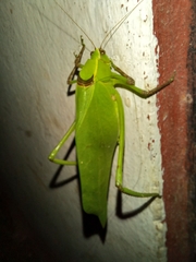 Stilpnochlora thoracica