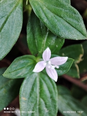 Spermacoce articularis