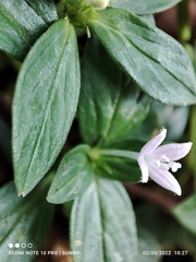 Spermacoce articularis