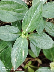 Spermacoce articularis