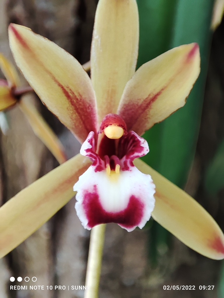 Cymbidium finlaysonianum