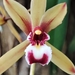 Finlayson's Cymbidium - Photo (c) SunGW, some rights reserved (CC BY-NC), uploaded by SunGW