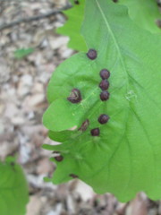 Callirhytis quercusfutilis