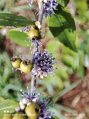 Memecylon pauciflorum