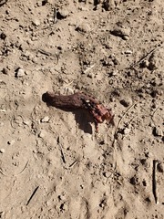 Prosopanche americana