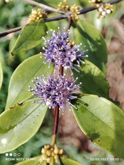 Memecylon pauciflorum