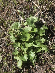 Sidalcea oregana calva