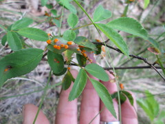 Phragmidium rosae-multiflorae