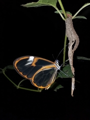 Pagyris cymothoe