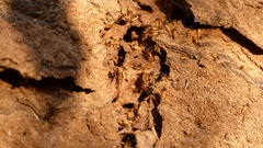 Nasutitermitinae
