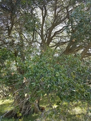 Quercus agrifolia agrifolia