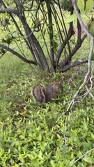 Sciurus niger