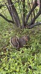 Sciurus niger