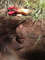 Hydnora abyssinica image