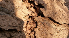 Nasutitermitinae