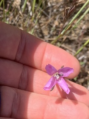 Clarkia affinis