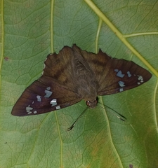 Nascus phintias